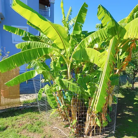 Sofia Stella Villa *