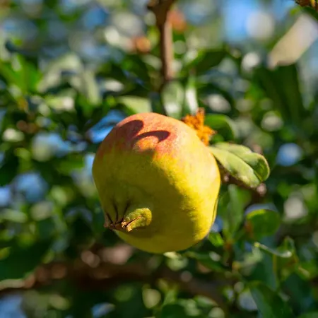 Sofia Stella 빌라 Pithos