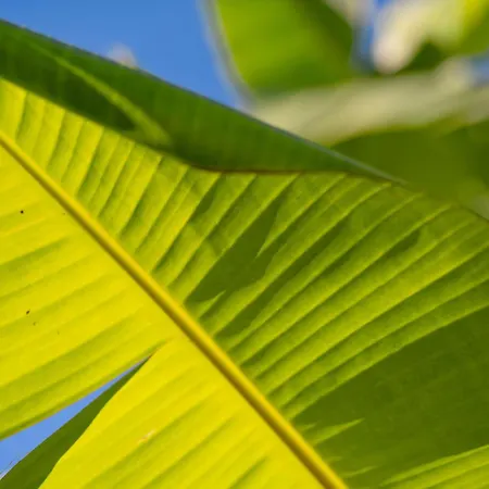 Sofia Stella Villa *