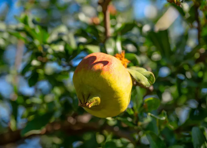 Sofia Stella Вилла Pithos
